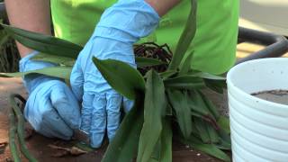 How to repot an orchid Paphiopedilum [upl. by Ygiaf110]