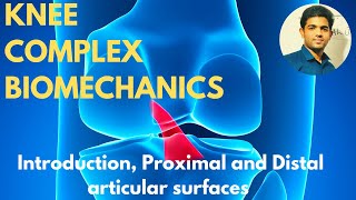 Knee Complex Biomechanics  IntroductionProximal amp Distal articular surfaces [upl. by Ryann639]