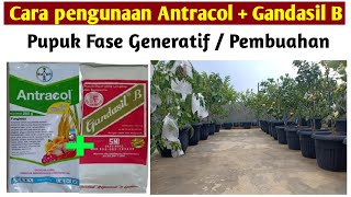 Cara Penggunaan Fungisida Antracol di Campur dengan Gandasil B Pupuk Terbaik Fase Pembuahan [upl. by Nueovas]