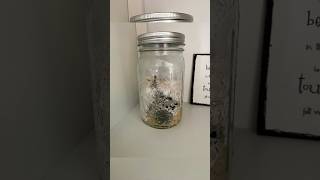 Mycelium VS Contamination  timelapse mycelium mushroom contaminated bacteria fungi timelapse [upl. by Dyolf]