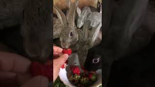 Rabbit feeding petslover [upl. by Finlay]