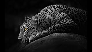 By David   Dessin  Leopard  Pointillisme   Time Lapse [upl. by Aniluj]