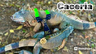 Caceria de IGUANA🦎  con RESORTERA GLADEADORA [upl. by Lielos]