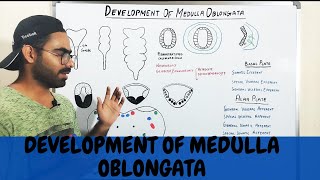 DEVELOPMENT OF MEDULLA OBLONGATA MYELENCEPHALON  CNS EMBRYOLOGY URDUHINDI [upl. by Loggia]