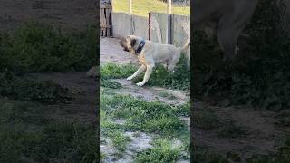 dog dumanbebek malaklı kopekler  kangal  pitbull canecorso canis edit keşfet doglover [upl. by Sephira815]