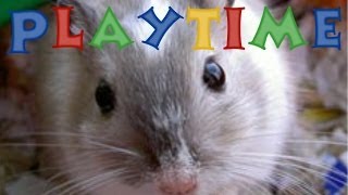 How Long You Should Play With Your Gerbils [upl. by Purdy]