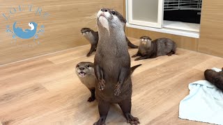 An Otter Standing Like A Meerkat [upl. by Gillespie]