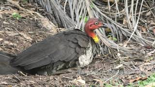 Australian Brushturkey 28 [upl. by Sharline]