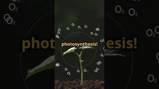 How Plants Make Food Photosynthesis Explained Science Insight [upl. by Ysiad]