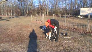 Brittany hunting bird dog trainingPuppy stagetraining course [upl. by Binette592]