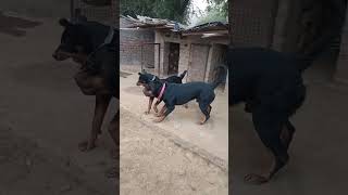 Rottweiler vs pitbull fight doglover fight Pitbull dogfight trending shorts ytshorts gsd [upl. by Hatokad]