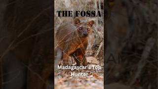 Fossa The Terrifying Predator of Madagascar🐾 [upl. by Arundell]