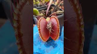 😂Venus Plant Eating and Pooping😱 nature wildlife viralshorts shorts youtubeshorts funny [upl. by Enilemme180]