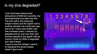 DNA degradation  Gel electrophoresis [upl. by Gudrin413]