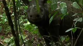 Saving the endangered species of Borneo Sumatran Rhinos [upl. by Saffier]