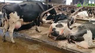 40 Holstein Milking Cows – UK [upl. by Ujawernalo]