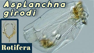 Large rotifer Asplanchna girodi Wheel animal [upl. by Ruberta487]