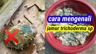 Cara memperbanyak jamur trichoderma cara memurnikan trichoderma [upl. by Sevy]