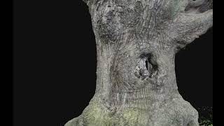 Photogrammetry of an ancient oak found in the Bradgate Park Leicester [upl. by Amoihc]