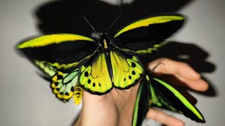 🥚 to butterfly 🦋 lifecycle  Cairns Birdwing Ornithoptera priamus euphorion [upl. by Llennoc]