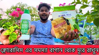 বাগানবিলাসের ক্লোরোসিস এর সমস্যা ও সমাধান  Chlorosis Problem and Solutions [upl. by Kreg]