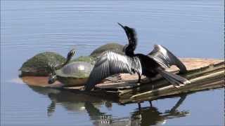 quotTeaserquot Anhinga quotSnake Birdquot and Yellow Belly Turtles Pinellas County Florida quotDSC HX200Vquot [upl. by Nitas490]