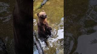 Brown bear  දුඹුරු වලසා Dehiwala zoo brownbear bear [upl. by Einahpet]