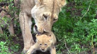 Serengeti Lion Cubs [upl. by Osher]