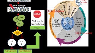 p53 and Cell cycle arrest Cancer Biology  Oncology biologyexams4u [upl. by Eaver248]