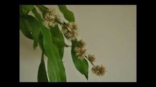 Timelapse Dracaena Fragrans blooming [upl. by Yllitnahc]