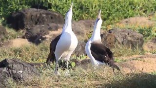 Laysan albatross  one more dance with sound [upl. by Wash]