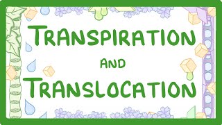 GCSE Biology  Transport in plants  Translocation Phloem and Transpiration Xylem 51 [upl. by Laney]