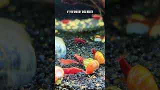 Neocaridina Shrimp 🦐 Try These Red Cherry Shrimp Tank Mates [upl. by Ribak999]