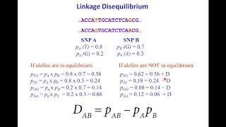 SNPs haplotypes and linkage disequilibrium [upl. by Berghoff]