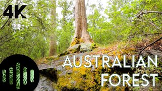 Bird Sounds of Australia  Ambient Bush Soundscape in Porongurup National Park  4K Nature Immersion [upl. by Yllib]