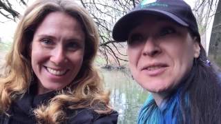 400 Alewife Herring Released in the Bronx River [upl. by Coray765]