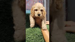 COCKER SPANIEL PUPPY ❤️🌷 98885 63035🍎🍎 [upl. by Eiralih442]