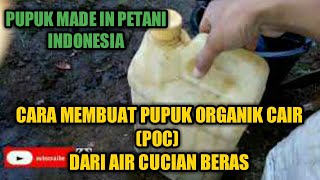 Cara membuat pupuk organik cair POC Dari air cucian beras [upl. by Colb]