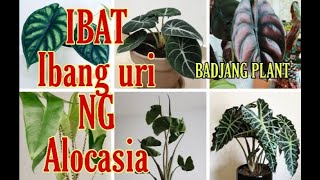 IBAT IBANG URI NG ALOCASIA  BADJANG PLANTS [upl. by Schargel]