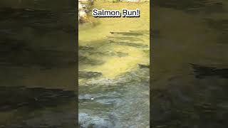 Salmon Heading Upstream asmar nature salmonrun fishing viralvideo [upl. by Gudrun]