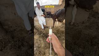 Mastitis treatment  cow disease  cowboy  cow treatment  vet animalhealth cow vetvisit [upl. by Notsgnal]