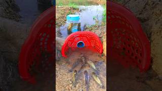 Survival Skills SIMPLE and USEFUL with PVC Fish trap survival shrots camping bushcraft skills [upl. by Liarret224]