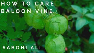 4How to Care Baloon Vine Love in a Puff Cardiospermum Halicacabum  Love Seeds [upl. by Elime700]