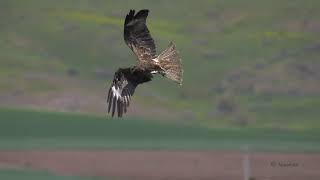 Determination  Black kite hunt [upl. by Vlad573]