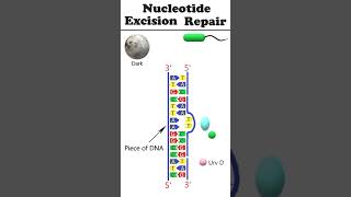 Nucleotide excision repair NER animation dnadamagerepair [upl. by Nonahs]