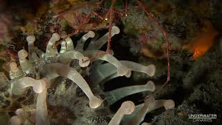 Whiteredbrowngreenish Telmatactis Cricoides  Underwater Canaries [upl. by Ilarin]