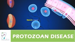 PROTOZOAN DISEASE PART 02 [upl. by Refitsirhc532]