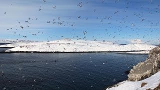 Bird Watching at Hornøya  Atlantic Puffins at the most eastern Point of Norway March 2013 [upl. by Westley]