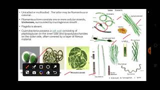 cyanobacteria kvshtet biology pgtbiology nvs dsssb 202425 [upl. by Tempa767]