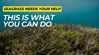 Innovating Seagrass Restoration The Underwater Seed Harvester Project [upl. by Spark]